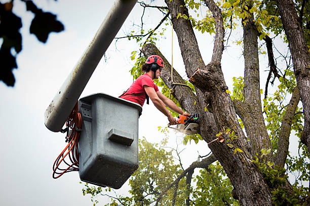 Tree Root Removal in Lakewood Clu, MI